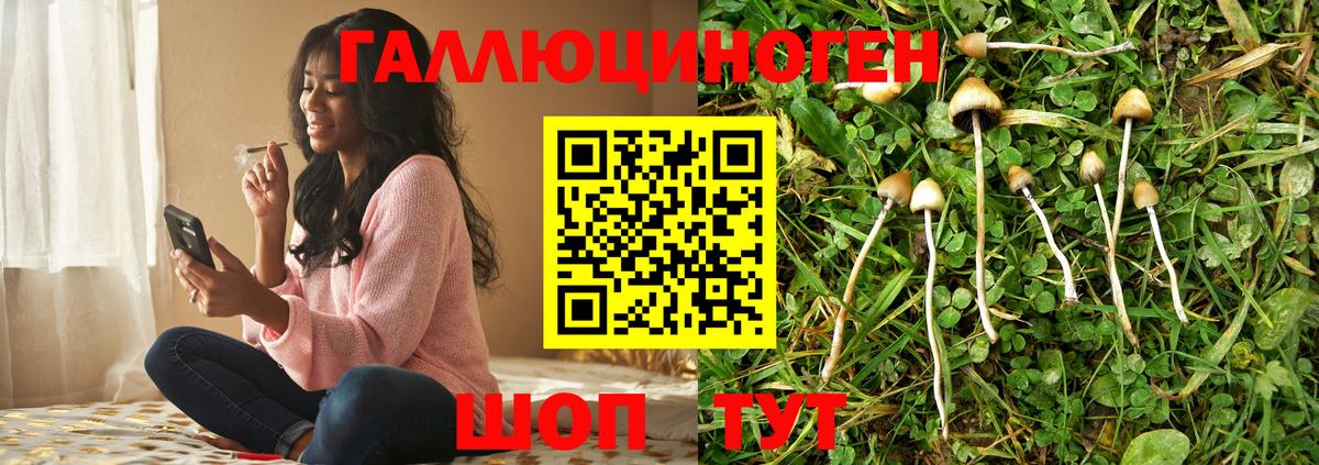 Новороссийск  Псилоцибиновые грибы Cubensis  Вход с VPN 